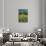 Germany, Weser Hills, Nature, Flower Meadow, Marguerites-Chris Seba-Stretched Canvas displayed on a wall