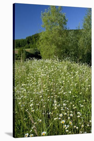 Germany, Weser Hills, Nature, Flower Meadow, Marguerites-Chris Seba-Stretched Canvas