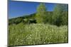 Germany, Weser Hills, Nature, Flower Meadow, Marguerites-Chris Seba-Mounted Photographic Print