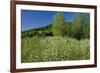 Germany, Weser Hills, Nature, Flower Meadow, Marguerites-Chris Seba-Framed Photographic Print