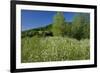 Germany, Weser Hills, Nature, Flower Meadow, Marguerites-Chris Seba-Framed Photographic Print