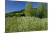 Germany, Weser Hills, Nature, Flower Meadow, Marguerites-Chris Seba-Mounted Photographic Print