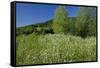 Germany, Weser Hills, Nature, Flower Meadow, Marguerites-Chris Seba-Framed Stretched Canvas