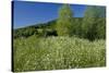 Germany, Weser Hills, Nature, Flower Meadow, Marguerites-Chris Seba-Stretched Canvas