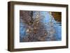 Germany, Wiesbaden, Bowling Green, Reflection-Catharina Lux-Framed Photographic Print