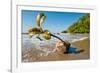 Germinating seedling of Sea poison tree on beach, Madagascar-Nick Garbutt-Framed Photographic Print