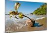 Germinating seedling of Sea poison tree on beach, Madagascar-Nick Garbutt-Mounted Photographic Print