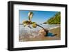 Germinating seedling of Sea poison tree on beach, Madagascar-Nick Garbutt-Framed Photographic Print