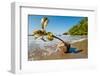 Germinating seedling of Sea poison tree on beach, Madagascar-Nick Garbutt-Framed Photographic Print