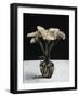 Gerneras, 2010-James Gillick-Framed Giclee Print