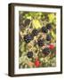 Geroge's Wild Berries-George Johnson-Framed Photographic Print