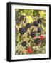 Geroge's Wild Berries-George Johnson-Framed Photographic Print