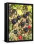 Geroge's Wild Berries-George Johnson-Framed Stretched Canvas