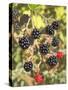 Geroge's Wild Berries-George Johnson-Stretched Canvas