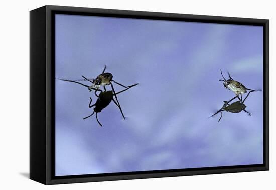 Gerris Lacustris (Common Pond Skater) - Young Larvae-Paul Starosta-Framed Stretched Canvas