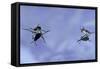 Gerris Lacustris (Common Pond Skater) - Young Larvae-Paul Starosta-Framed Stretched Canvas