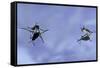 Gerris Lacustris (Common Pond Skater) - Young Larvae-Paul Starosta-Framed Stretched Canvas