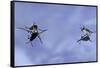 Gerris Lacustris (Common Pond Skater) - Young Larvae-Paul Starosta-Framed Stretched Canvas