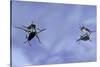 Gerris Lacustris (Common Pond Skater) - Young Larvae-Paul Starosta-Stretched Canvas