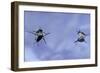 Gerris Lacustris (Common Pond Skater) - Young Larvae-Paul Starosta-Framed Photographic Print