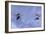 Gerris Lacustris (Common Pond Skater) - Young Larvae-Paul Starosta-Framed Photographic Print