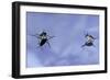 Gerris Lacustris (Common Pond Skater) - Young Larvae-Paul Starosta-Framed Photographic Print