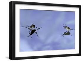 Gerris Lacustris (Common Pond Skater) - Young Larvae-Paul Starosta-Framed Photographic Print