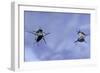 Gerris Lacustris (Common Pond Skater) - Young Larvae-Paul Starosta-Framed Photographic Print