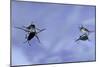 Gerris Lacustris (Common Pond Skater) - Young Larvae-Paul Starosta-Mounted Photographic Print