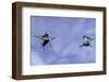 Gerris Lacustris (Common Pond Skater) - Young Larvae-Paul Starosta-Framed Photographic Print