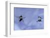 Gerris Lacustris (Common Pond Skater) - Young Larvae-Paul Starosta-Framed Photographic Print