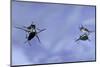 Gerris Lacustris (Common Pond Skater) - Young Larvae-Paul Starosta-Mounted Photographic Print