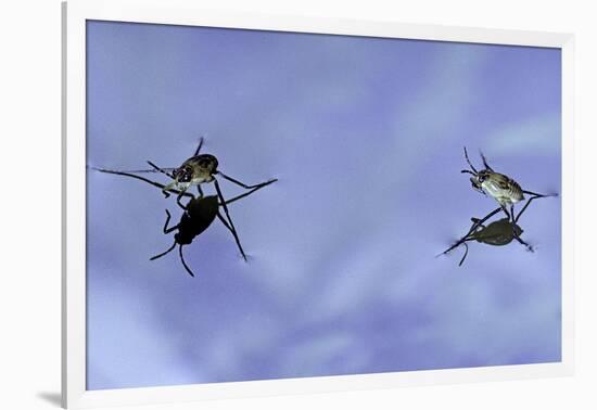 Gerris Lacustris (Common Pond Skater) - Young Larvae-Paul Starosta-Framed Photographic Print