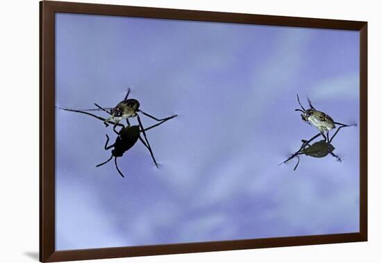 Gerris Lacustris (Common Pond Skater) - Young Larvae-Paul Starosta-Framed Photographic Print