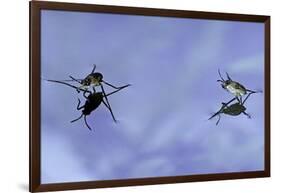 Gerris Lacustris (Common Pond Skater) - Young Larvae-Paul Starosta-Framed Photographic Print