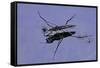 Gerris Lacustris (Common Pond Skater)-Paul Starosta-Framed Stretched Canvas