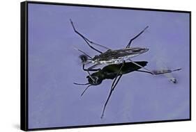 Gerris Lacustris (Common Pond Skater)-Paul Starosta-Framed Stretched Canvas