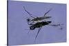 Gerris Lacustris (Common Pond Skater)-Paul Starosta-Stretched Canvas