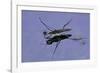 Gerris Lacustris (Common Pond Skater)-Paul Starosta-Framed Photographic Print