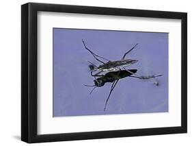 Gerris Lacustris (Common Pond Skater)-Paul Starosta-Framed Photographic Print