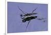 Gerris Lacustris (Common Pond Skater)-Paul Starosta-Framed Photographic Print