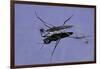 Gerris Lacustris (Common Pond Skater)-Paul Starosta-Framed Photographic Print