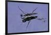 Gerris Lacustris (Common Pond Skater)-Paul Starosta-Framed Photographic Print