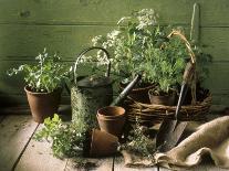 Still Life with Various Herbs in Pots-Gerrit Buntrock-Photographic Print