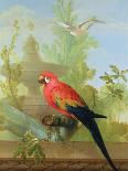 A Macaw and a Dove in an Ornamental Garden, 1772-Gerrit van den Heuvel-Stretched Canvas