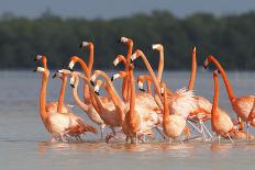 American Flamingos (Phoenicopterus Ruber) Perform Elaborate Marchlike Courtship Displays-Gerrit Vyn-Photographic Print