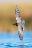 Western Sandpipers and Dunlin roosting, Washington, USA-Gerrit Vyn-Photographic Print