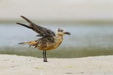 Western Sandpipers and Dunlin roosting, Washington, USA-Gerrit Vyn-Photographic Print