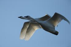 Pair of Adult Trumpeter Swans (Cygnus Buccinator) in Flight. Skagit County, Washington. January-Gerrit Vyn-Photographic Print