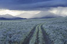 Porcupine (Erethizon Dorsatum) on Tundra. North Slope, Alaska, USA. September-Gerrit Vyn-Photographic Print